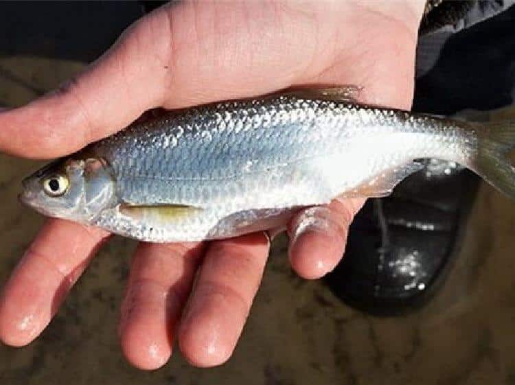 Рыба уклейка: фото и описание, где водится и как ловится себель