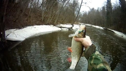 Рыба голавль: описание, повадки, поиск, ловля и приготовление