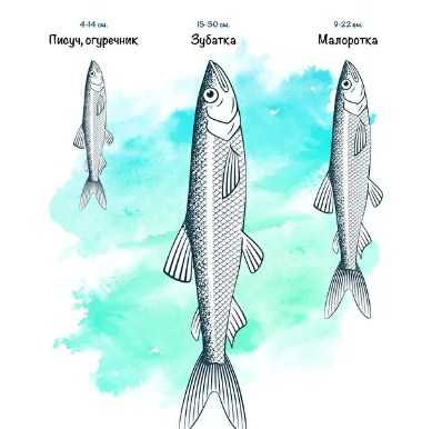 Как выглядит корюшка, виды писуча, где обитает рыба, как ее поймать и приготовить
