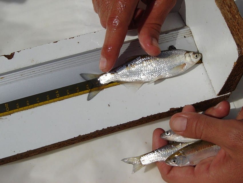 Рыба уклейка: фото и описание, где водится и как ловится себель