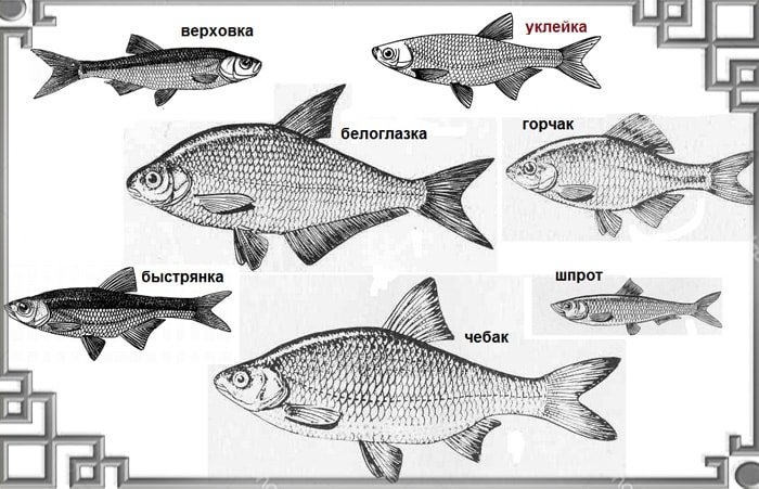 Рыба уклейка: фото и описание, где водится и как ловится себель