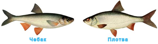 Что за рыба чебак, фото, где обитает и в чем отличие от плотвы