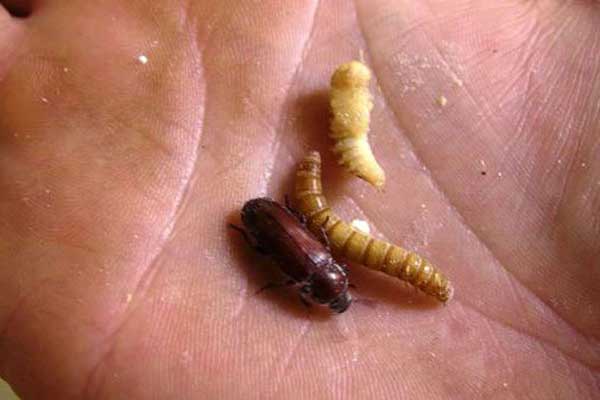 Мучной червь для рыбалки: разведение, хранение и использование хрущака