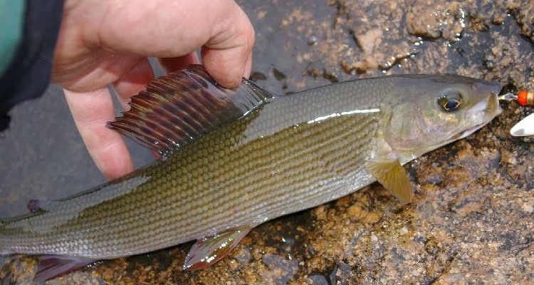 Хариус осенью: места его стоянки, повадки и ловля