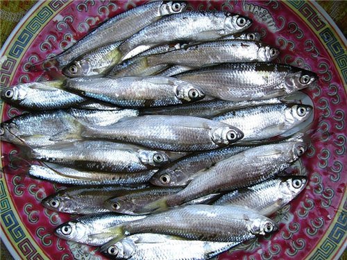 Рыба уклейка: фото и описание, где водится и как ловится себель