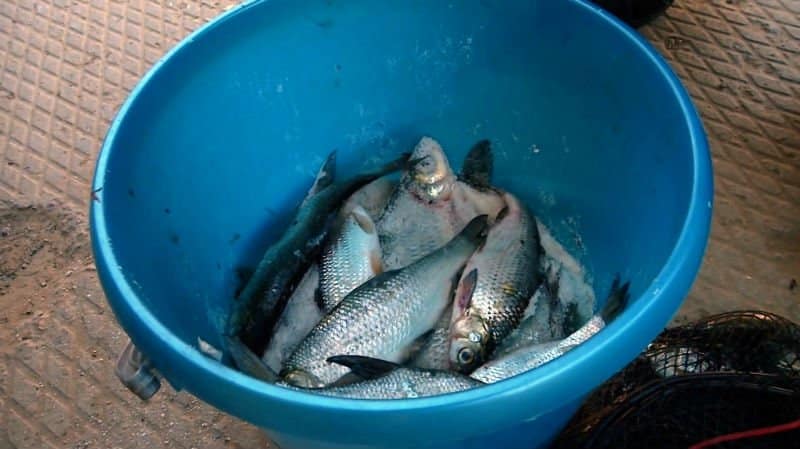 Ловля воблы в Астрахани весной - когда, как, где и на что ловить?