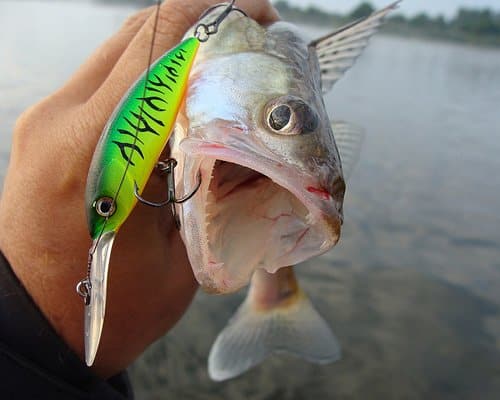 Лучшие воблеры для ловли судака на мелководье и глубоководные