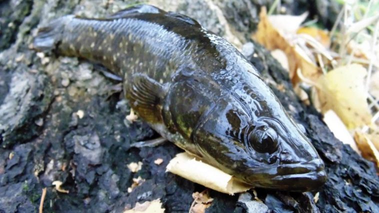 Ловля ротана осенью на спиннинг и другие снасти