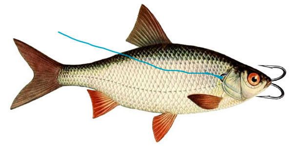 Как насадить живца на крючок, двойник, тройник - фото и советы