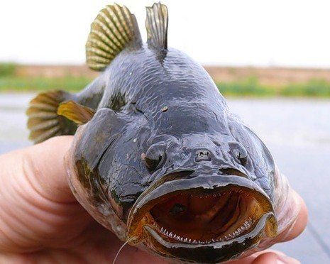 Ловля ротана осенью на спиннинг и другие снасти