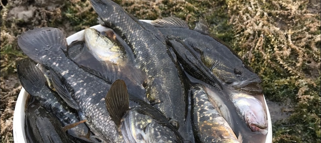 Ловля ротана осенью на спиннинг и другие снасти