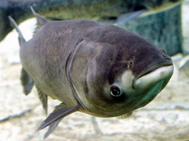 Что за рыба толстолобик, как поймать и как вкусно приготовить рыбу