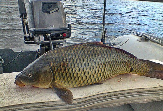 Ловля сазана осенью: где искать и на что ловить