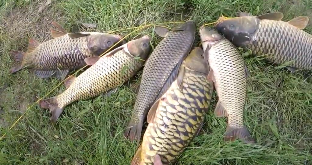 Весенняя ловля сазана: где искать и на что ловить весеннего дикого карпа