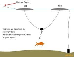 Ловля щуки на кружки осенью - как оснастить, техника ловли