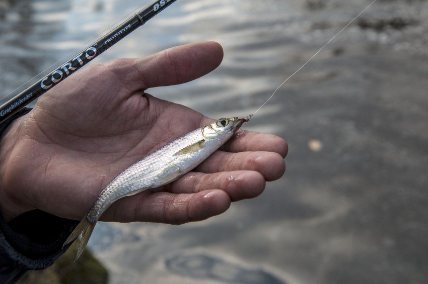 Ловля уклейки осенью: на что ловить и где искать себеля