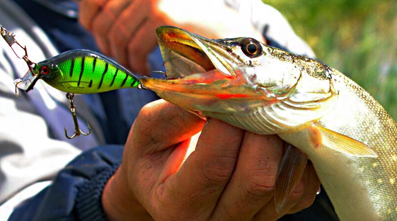 Щука на кренк