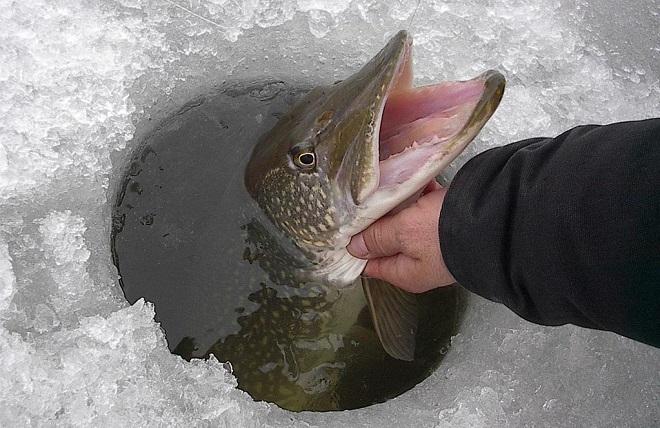 Ловля щуки зимой на ратлины - как выбрать и как ловить