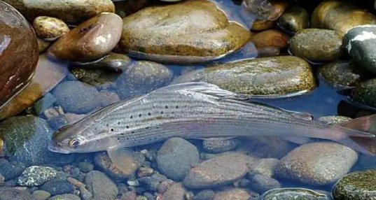 Как выглядит рыба пелядь: фото и описание, как поймать и приготовить