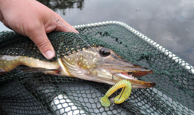 Ловля щуки на спиннинг летом - поиск, приманки, календарь клева