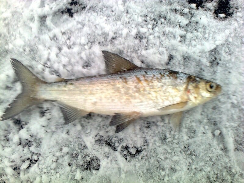 Как выглядит рыба пелядь: фото и описание, как поймать и приготовить