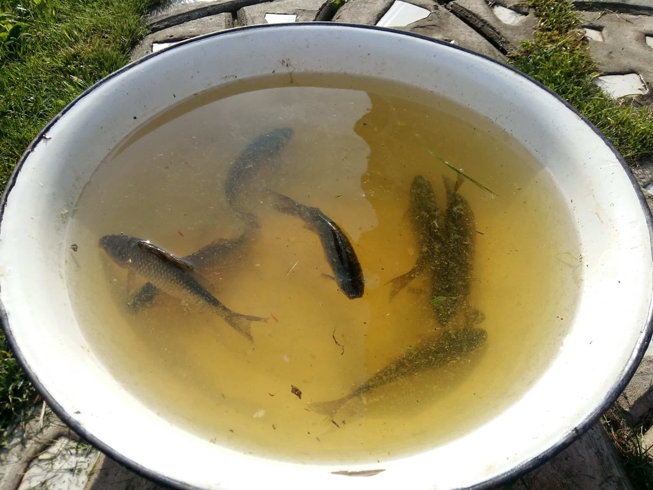 Успешная и эффективная рыбалка на карася: ловля весной, летом и осенью