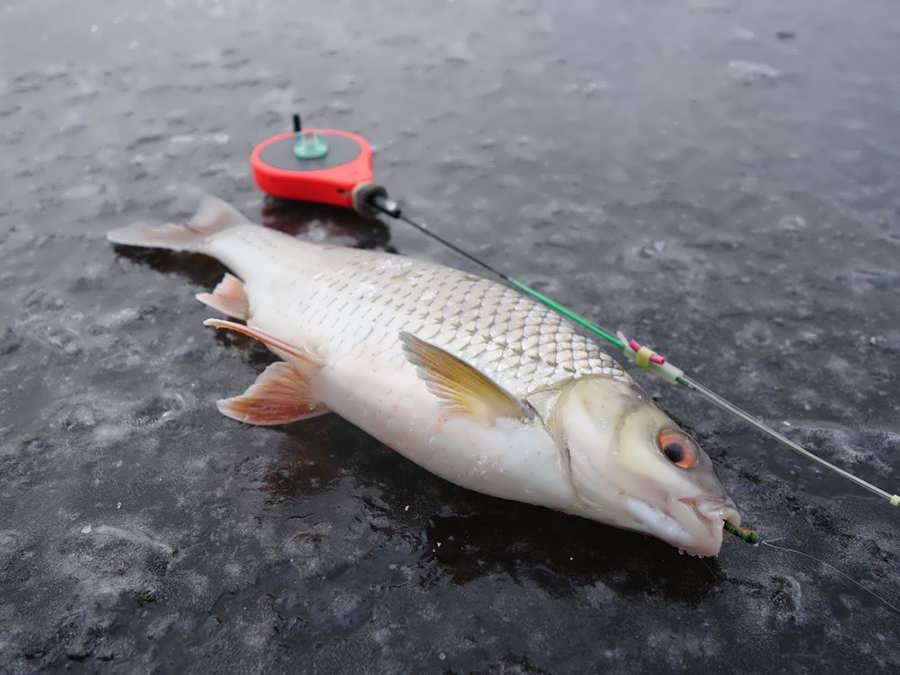 Ловля плотвы на безмотылку: уловистые мормышки, техника