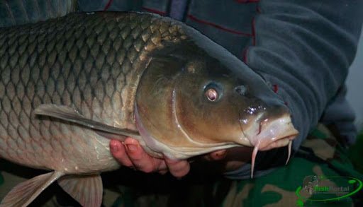 Ловля карпа ранней и поздней весной: на что ловить и как подать