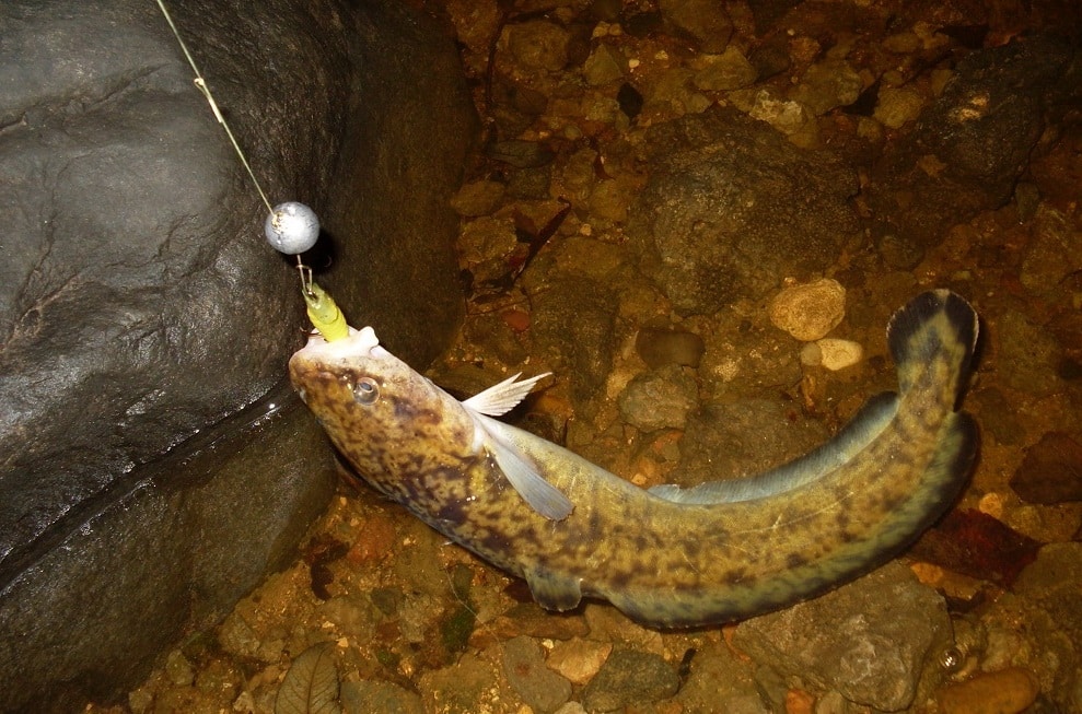 Как ловить налима осенью: снасти и наживки, живцовые оснастки