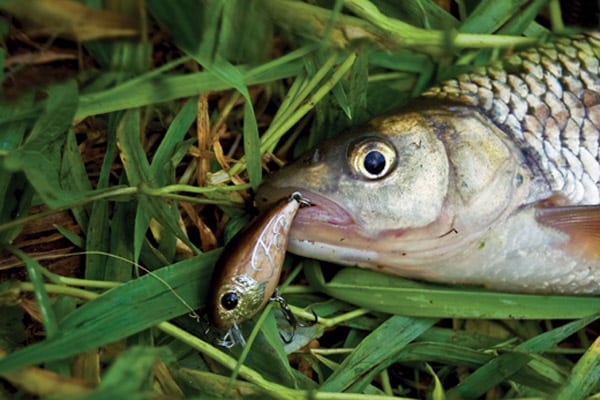 Особенности ловли на воблеры осенью: критерии выбора, лучшие приманки