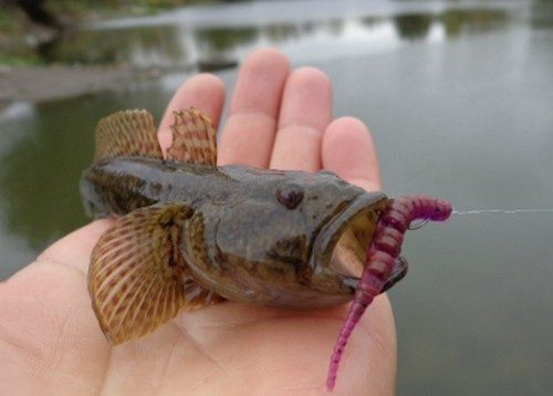 Ловля ротана осенью на спиннинг и другие снасти