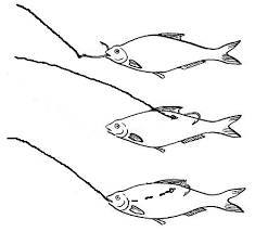 Как насадить живца на крючок, двойник, тройник - фото и советы