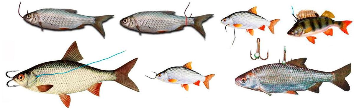 Как насадить живца на крючок, двойник, тройник - фото и советы