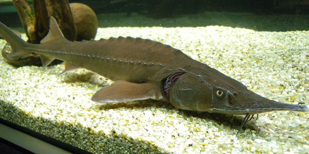 Как выглядит рыба стерлядка: описание с фото, как вкусно приготовить