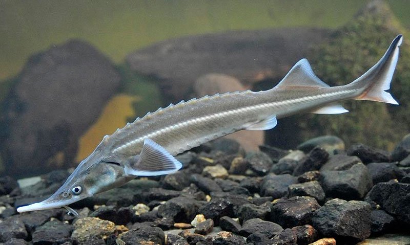 Как выглядит рыба стерлядка: описание с фото, как вкусно приготовить