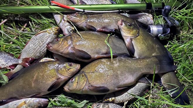 Ловля линя на поплавочную удочку - поиск, тактика, оснастка