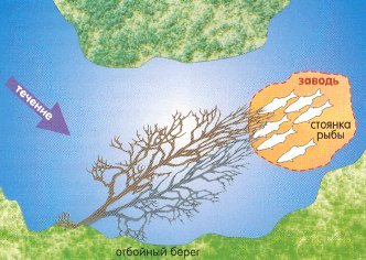 Хариус осенью: места его стоянки, повадки и ловля