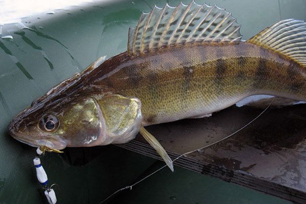 Рыбалка в Курске и области в сезоне 2025: водоемы, карта, отчеты