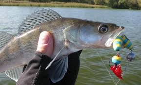 Что такое рыболовная мандула и как на нее ловить, как выбрать