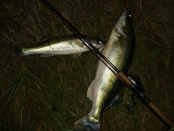 Ночная рыбалка осенью - судак, лещ, налим и другие