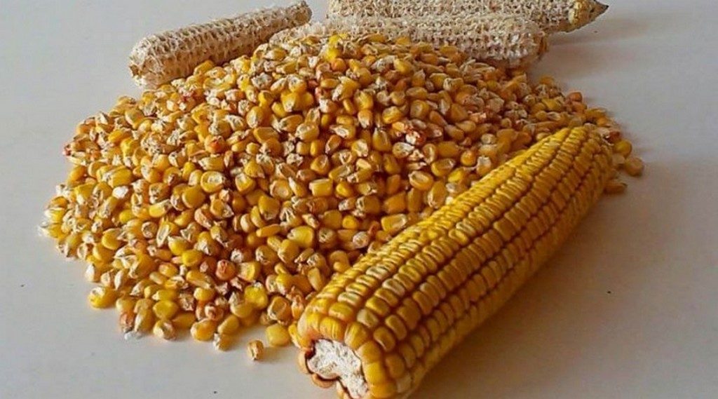 Кукуруза для рыбалки: приготовление, как варить, насаживать и ловить на зерна