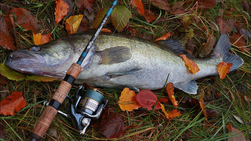 Рыбалка в Астрахани и Астраханской области в зависимости от сезона