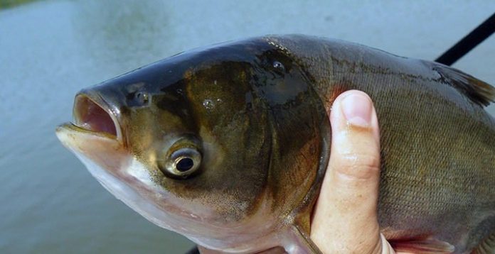Ловля толстолобика и карпа на технопланктон: рецепты, советы бывалых