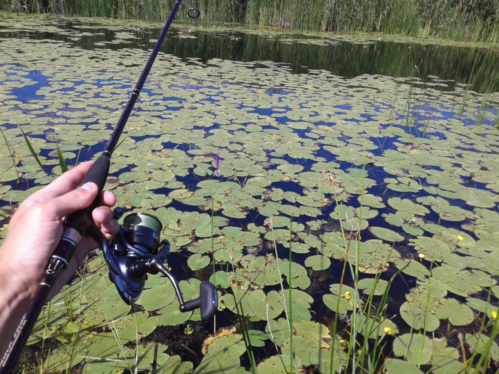 Сложное щучье место