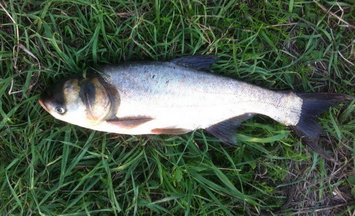 Что за рыба толстолобик, как поймать и как вкусно приготовить рыбу