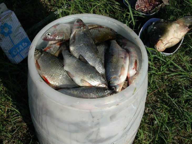 Ловля воблы в Астрахани весной - когда, как, где и на что ловить?