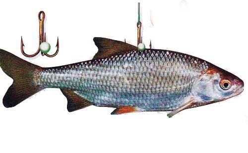 Как насадить живца на крючок, двойник, тройник - фото и советы