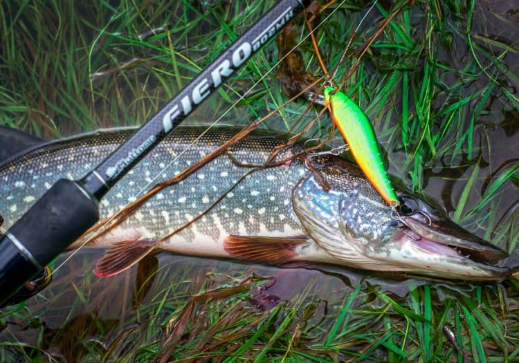 Как выбирать спиннинг для ловли хищной рыбы: советы для начинающих