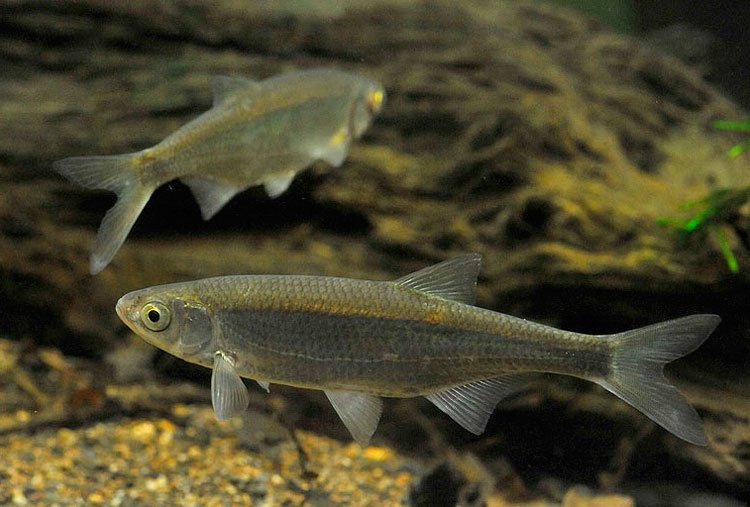 Рыба уклейка: фото и описание, где водится и как ловится себель