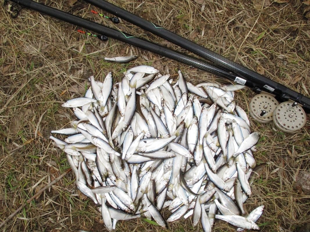 Рыба уклейка: фото и описание, где водится и как ловится себель